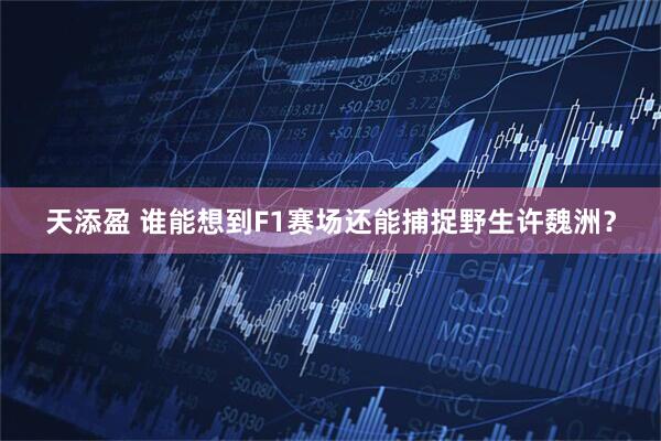 天添盈 谁能想到F1赛场还能捕捉野生许魏洲？
